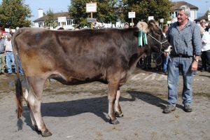 miss rind bs blooming bea klaus keller altendorf
